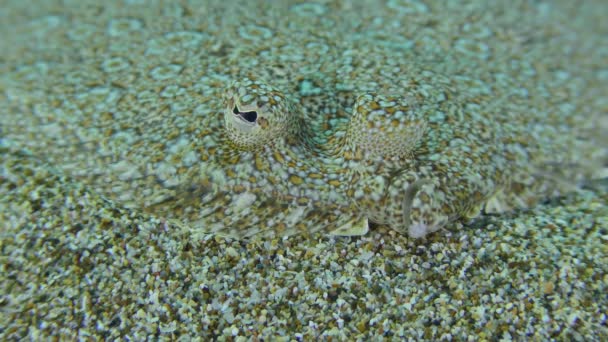 Wide Eyed Flounder Bothus Podas Αλλάζει Χρώμα Καμουφλάζ Του Από — Αρχείο Βίντεο