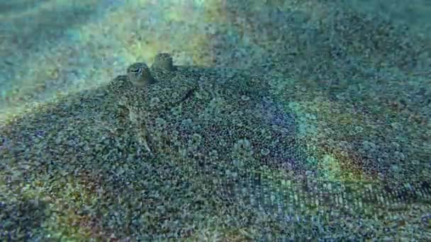 Tehdit Edici Davranış Geniş Gözlü Bothus Flounder Bothus Podas Ağzı — Stok video