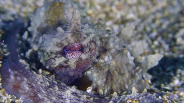 Θαλάσσια Ζωή Κοινό Χταπόδι Octopus Vulgaris Θαμμένο Στην Άμμο Μάτια — Αρχείο Βίντεο