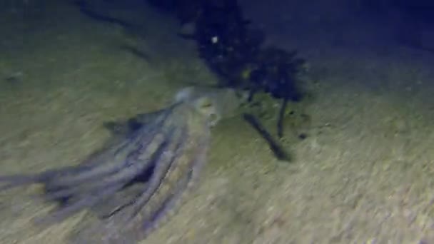 Octopus Octopus Vulgaris Zwemt Boven Zandbodem Zinkt Dan Naar Bodem — Stockvideo
