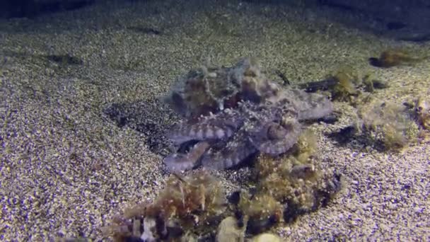 Undersea Scene Common Octopus Octopus Vulgaris Crawls Sandy Bottom Exploring — Stock Video