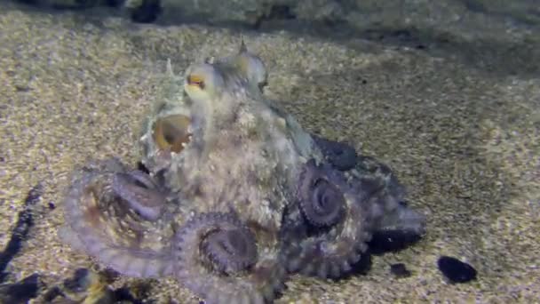 Κάμερα Ακολουθεί Κοινό Χταπόδι Octopus Vulgaris Που Κινείται Αργά Κατά — Αρχείο Βίντεο