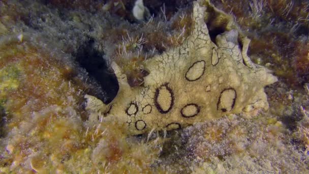Invazivní Toxické Druhy Středozemním Moři Spotted Seahare Aplysia Dactylomela — Stock video