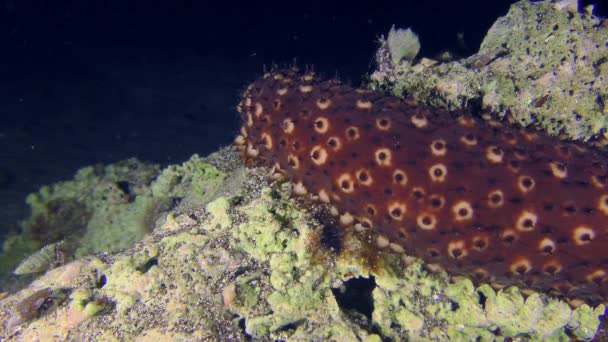 Střední Část Variabilní Mořské Okurky Holothuria Sanctori Pomalu Plíží Podél — Stock video