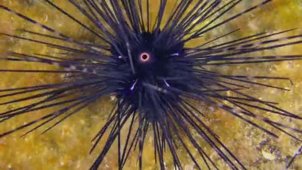 Deniz Altı Sahnesi Siyah Uzun Belkemikli Deniz Kestanesi Diadema Setosum — Stok video