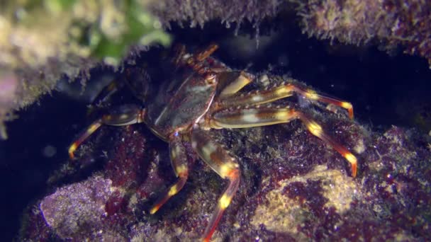 Undervattensscen Invasiva Arter Sally Lightfoot Crab Eller Nimble Spraykrabba Eller — Stockvideo