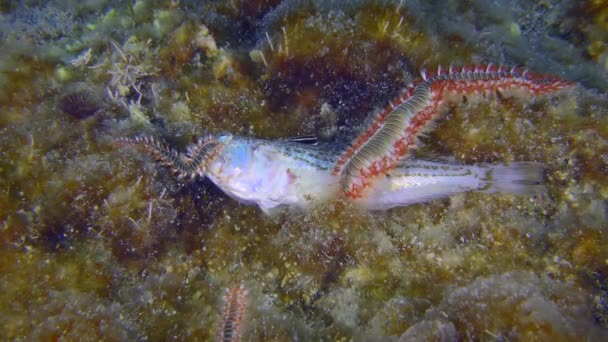 Życie Morskie Zapach Martwych Ryb Przyciąga Kilka Jadowitych Robaków Hermodice — Wideo stockowe