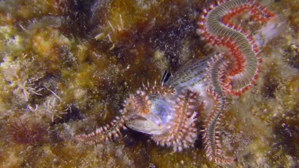 Mořský Život Několik Jedovatých Vousatých Červů Hermodice Carunculata Přitahuje Zápach — Stock video