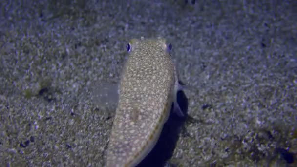 Undervattensscen Gulfläckig Blåsfisk Torquigener Flavimaculosus Simmar Över Sandbotten — Stockvideo