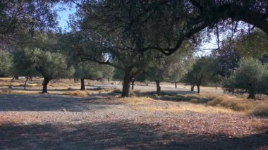 Sabah güneşinin ışığında zeytin koruluğu, yavaşça zoom. Avrupa, Yunanistan.