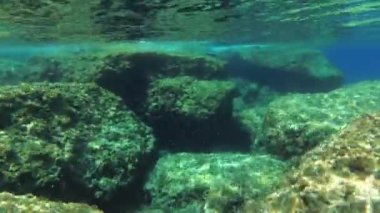 Şnorkelleme: kamera çok sayıda balık ve yosunla kayalık bir sualtı manzarasının üzerinde hareket eder.