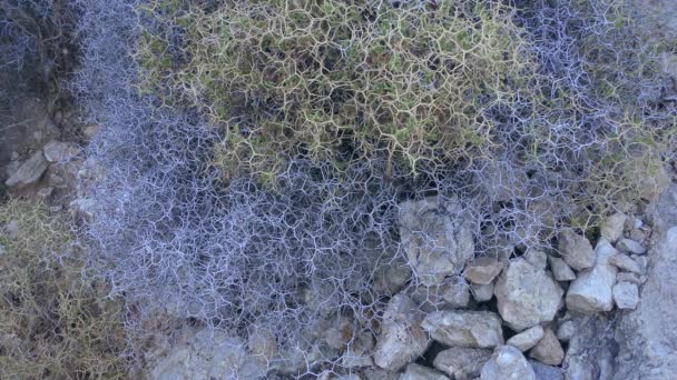 Akdeniz Manzarası Sadece Kuraklığa Dayanıklı Bitkiler Kıyı Volkanik Kayaların Çatlaklarında — Stok video