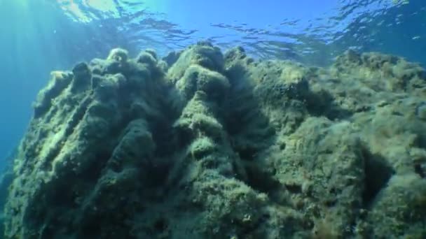 シュノーケリング カメラは水中の崖に沿って移動し 表面に上昇します — ストック動画