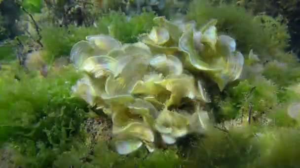 Arbustos Algas Marrons Cauda Pavão Padina Pavonica Uma Pedra Tiro — Vídeo de Stock