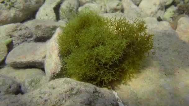 Καφέ Φύκια Στη Ρηχή Μεσόγειο Branched Algae Δικτυωτά Δίχωτο — Αρχείο Βίντεο