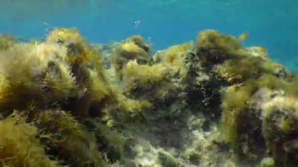 Undersøiske Landskab Med Brune Alger Flytte Solens Stråler – Stock-video