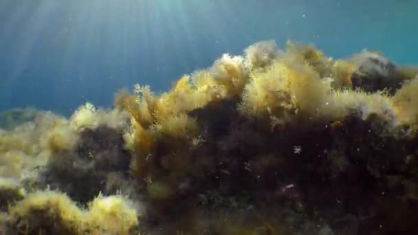 带褐色海藻的水下景观和移动的太阳光 — 图库视频影像