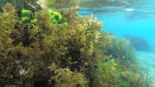水下景观 一片片褐色海藻 Cystoseira Mediterranea 在朝阳的倾斜光芒中摇曳至节拍 — 图库视频影像
