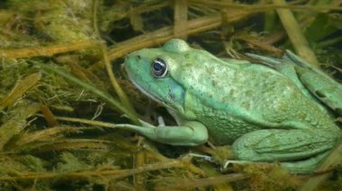 Yenebilir kurbağa (Pelophylax esculentus) nadir bulunan 