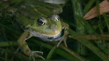 Yarı su altında kalmış Avrasya bataklık kurbağası (Pelophylax ridibundus), kendi kanını emen sivrisinekleri kovalamaya çalışır..