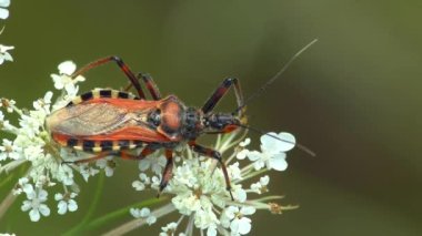 Kırmızı Suikastçı Böceği (Rhynocoris iracundus) beyaz çiçekler üzerinde, orta ölçekli.