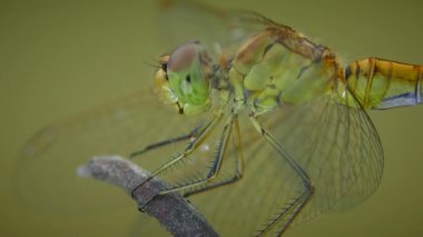 Sarı yusufçuk (Sympetrum vulgatum) bir dala oturur ve avını aramak için kafasını çevirir..