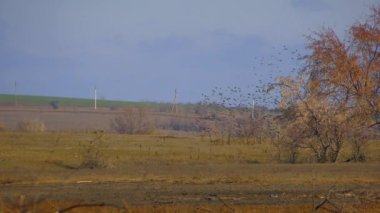 Dev sığırcık sürüsü (Sturnus vulgaris) havada yükselir ve tek bir organizma gibi hareket eder..