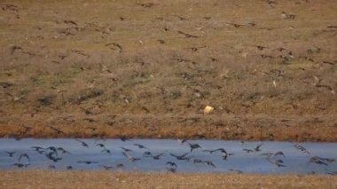 Büyük bir sığırcık sürüsü (Sturnus vulgaris) donmuş bir nehrin kıyısına ayak basar..