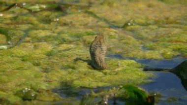 Dice Snake (Natrix tessellata) yüzen su bitkilerinin dilleriyle ateş etmelerine dayanır ve sürünerek uzaklaşır..