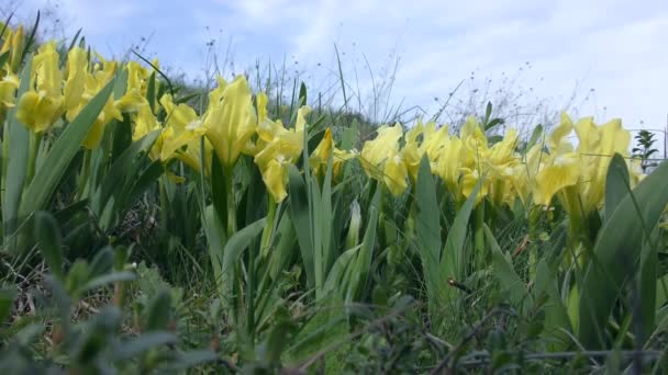 Группа Желтых Карликовых Радужек Iris Pumila Фоне Травы Неба — стоковое видео