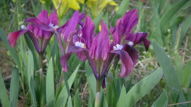 Αρκετά Μωβ Ίριδας Pygmy Ίριδας Νάνος Iris Pumila Λουλούδια Ένα — Αρχείο Βίντεο