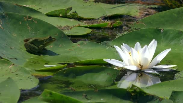 青蛙坐在花旁边的一片宽叶子上 白色的水百合或欧洲的白水百合 然后它抓住了一只飞着的昆虫 — 图库视频影像