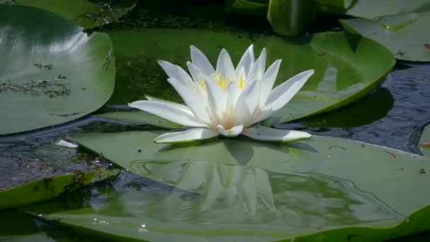 白色水百合或欧洲白色水百合花及其在淡水水库表面的反射 — 图库视频影像