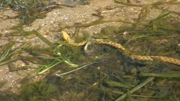 Würfelnatter Natrix Tessellata Ruht Inmitten Von Wasserpflanzen Flachen Wasser — Stockvideo