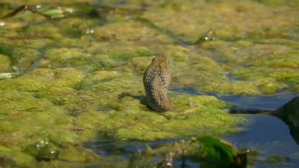 Dice Snake Natrix Tessellata Repousa Sobre Plantas Aquáticas Flutuantes Atirando — Vídeo de Stock