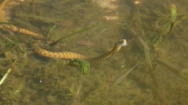Ζάρια Φίδι Natrix Tessellata Ύψωσε Κεφάλι Του Πάνω Από Την — Αρχείο Βίντεο