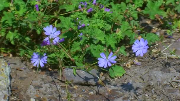 Χλωρίδα Του Νησιού Φίδι Μπλε Λουλούδια Λικνίζονται Απαλά Στον Άνεμο — Αρχείο Βίντεο