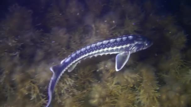 철갑상어 러시아 철갑상어 Acipenser Gueldenstaedtii 켈프로 해저에서 천천히 헤엄쳐 위에서 — 비디오