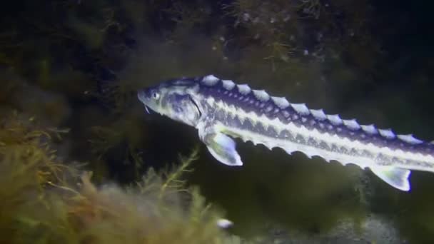 Russian Sturgeon Danube Sturgeon Acipenser Gueldenstaedtii Swims Seabed Covered Brown — Stock Video