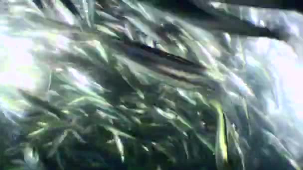 魚網の中の音 網が上がり その体積が減少すると 魚の群れの密度と緊張が高まります 魚は速く動き その衝突はかなり大きな騒音を形成します — ストック動画
