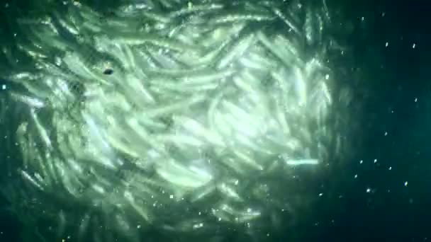 Ψάρια Μέσα Ένα Δίχτυ Καθώς Ψαράδες Σηκώνουν Δίχτυ Ψάρια Μέσα — Αρχείο Βίντεο