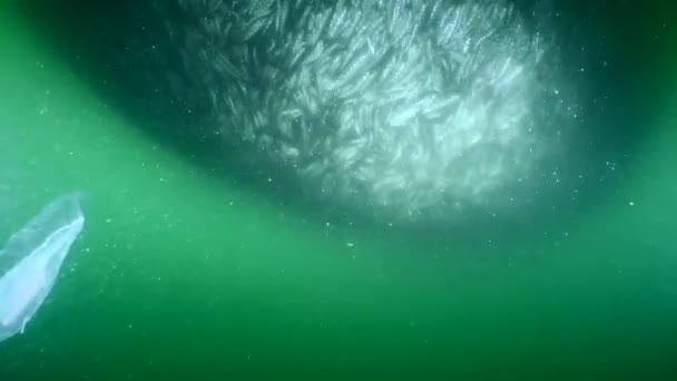 Peixe Dentro Uma Rede Pesca Comercial Medida Que Rede Aumenta — Vídeo de Stock