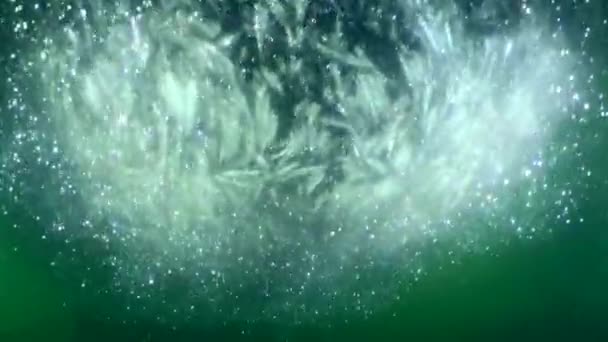 網の中の魚は水面に上がり 網の中のカタクチイワシは互いに激しくこすり合い 鱗を失い 網の周りに密な雲を形成します — ストック動画