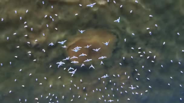 Podwodny Rurociąg Kanalizacyjny Morzu Rosnące Brązowe Pęcherzyki Wody Zakłócają Naturalny — Wideo stockowe