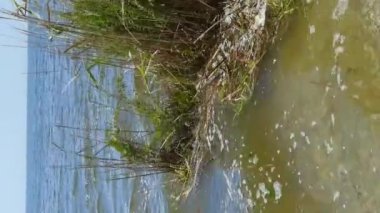 Kakhovskaya hidroelektrik santralinin kazasının yol açtığı sel sırasında Dinyeper 'dan denize taşınan yüzen bir sazlık adasının dikey videosu. Karadeniz, Odessa bölgesi, 09.06.2023.