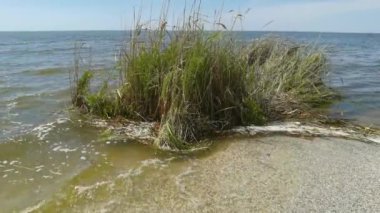 Kakhovskaya hidroelektrik santralinin kazasının yol açtığı sel sırasında Dinyeper 'den denize taşınan yüzen bir sazlık adası. Karadeniz, Odessa bölgesi, 09.06.2023.
