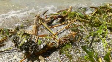 Sörfte taze nehir bitkileri. Kakhovskaya hidroelektrik santralindeki kazadan sonra Dinyeper nehrinin güçlü akıntısı denize büyük miktarda bitki ve enkaz taşıdı..