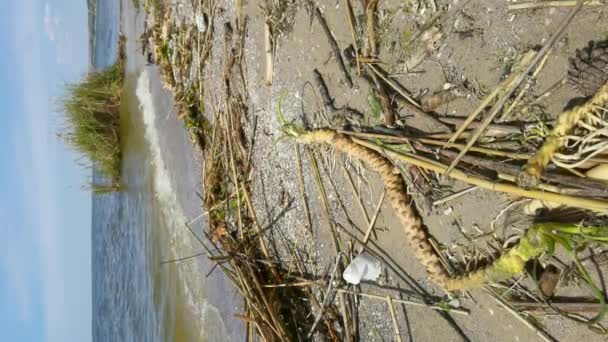 Κατακόρυφη Βιντεοσκόπηση Ποταμών Υδρόβιων Φυτών Που Ρίχτηκαν Στην Ακτή Κατά — Αρχείο Βίντεο
