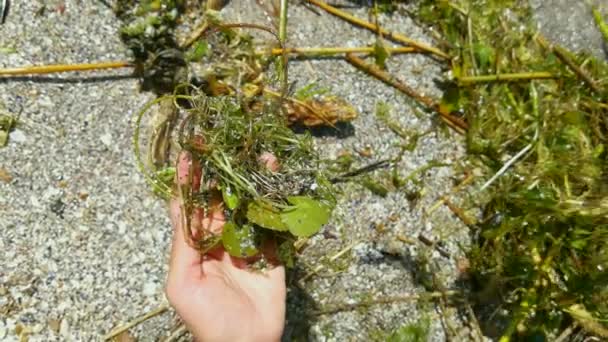 Ruce Žen Demonstrují Vzorky Říčních Vodních Rostlin Vyvržených Břeh Během — Stock video