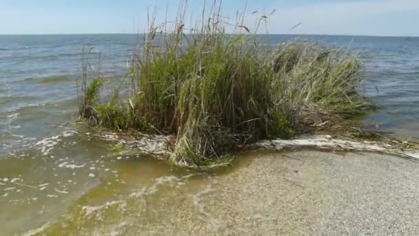 在Kakhovskaya水电站事故造成的洪水中 从第聂伯河输送到海里的一个漂浮芦苇岛 黑海敖德萨地区 2023 — 图库视频影像